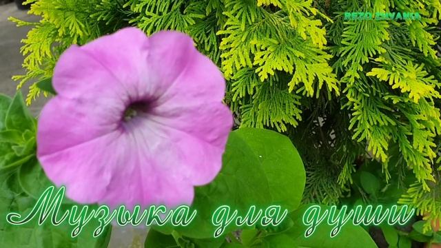 Никогда... никогда... никогда... Музыка для души. Relax music смотреть онлайн