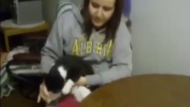 Как_правильно_купать_котов