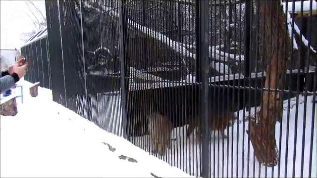 Красные волки и лось 23.12.17г. смотреть онлайн