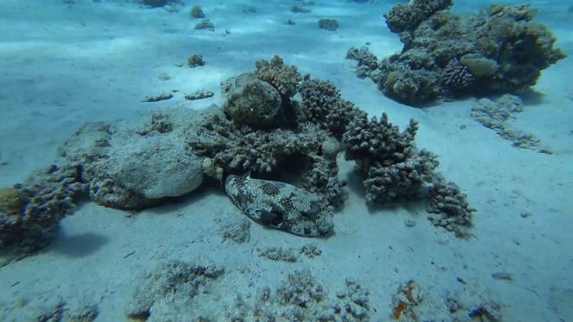 Best Dive Sites in Dahab (Egypt), 4k video смотреть онлайн