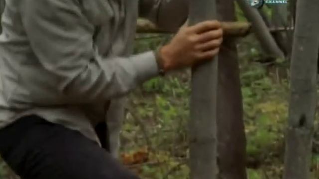 Еловые корни вместо веревки для помоста на дереве смотреть онлайн