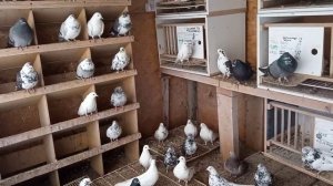 Женская, голубки на отдыхе в отдельном маточном помещении.  Олег Костяков.  т.  89276513003