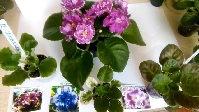 НОВЫЕ СОРТОВЫЕ ФИАЛКИ В МОЕЙ КОЛЛЕКЦИИ/ Краткое Описание Сортов Фиалок. смотреть онлайн