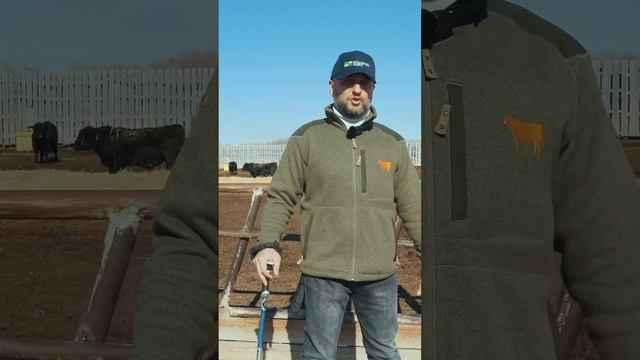 Не покупай Ангуса, пока не посмотришь видео смотреть онлайн