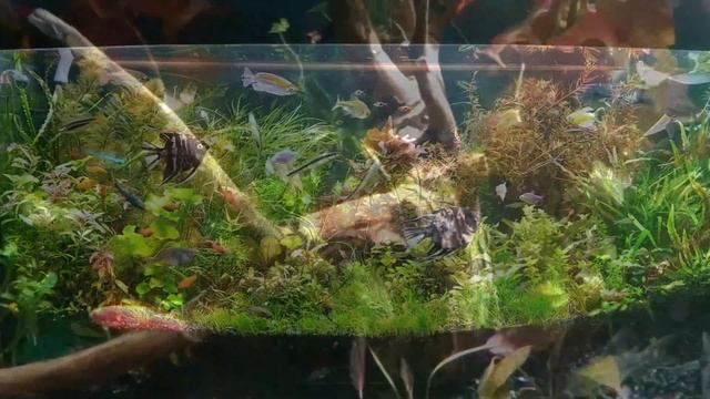 Фильтрация в аквариуме. Все о фильтрации и способах фильтрации. смотреть онлайн