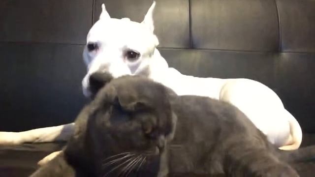 Белый Американский Стаффордширский Терьер, любительница шотландской пушнины ^_^ смотреть онлайн