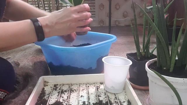 Дом в цветах// Пересадка и небольшие новинки. смотреть онлайн