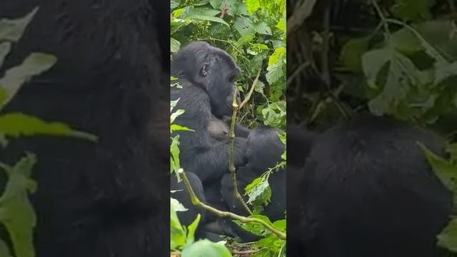 Горные гориллы смотреть онлайн