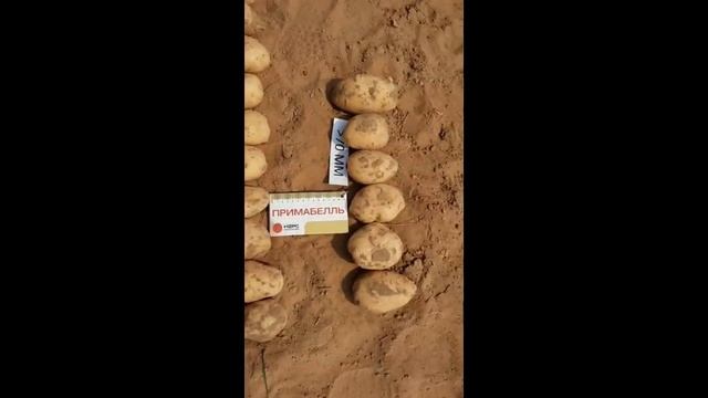 Копаем сорт картофеля Примабелль в Астраханской области смотреть онлайн