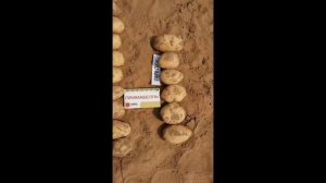 Копаем сорт картофеля Примабелль в Астраханской области
