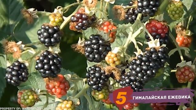 8 РАСТЕНИЙ, С КОТОРЫМИ ЛУЧШЕ НЕ СВЯЗЫВАТЬСЯ смотреть онлайн