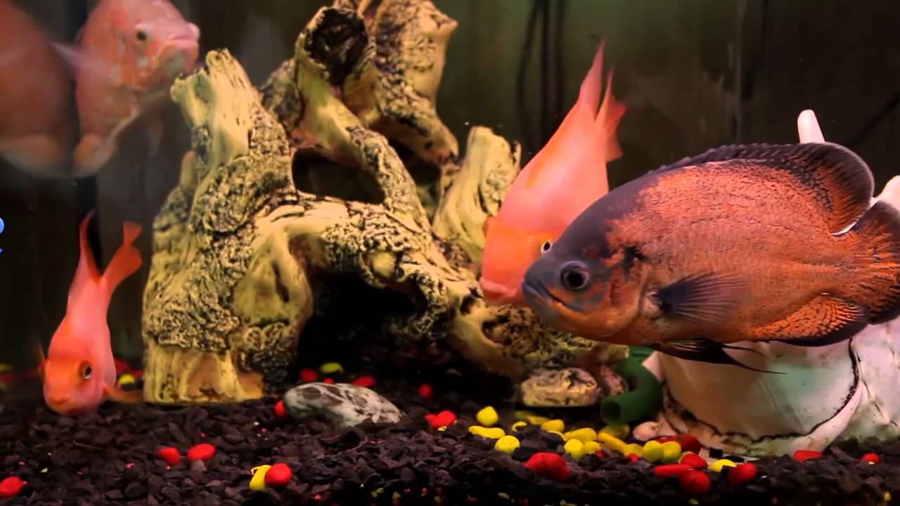 Доктор А О  КАРАНИН