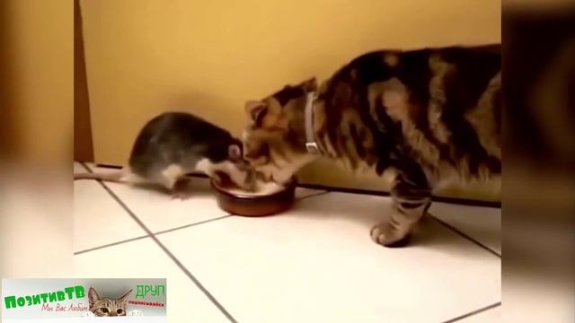 ЖИВОТНЫЕ И БОРЬБА ЗА МИСКУ! Приколы с животными коты собаки смотреть онлайн