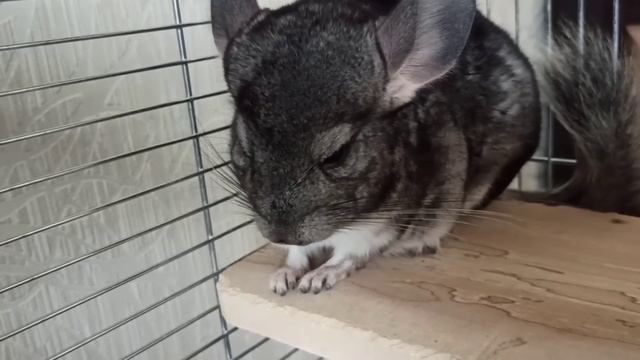 Что нужно для появления шиншиллы в доме? смотреть онлайн