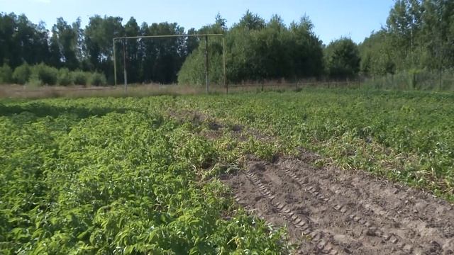 Продлите жизнь картофелю и получите больший урожай. смотреть онлайн