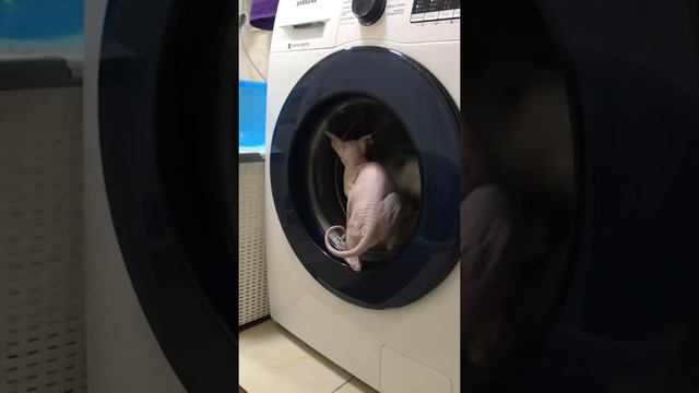 Синька кошка попрыгун смотреть онлайн