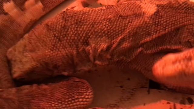 Here’s a great example of why I keep REPTILES! Let's play with some Albino Monitor Lizards! смотреть онлайн