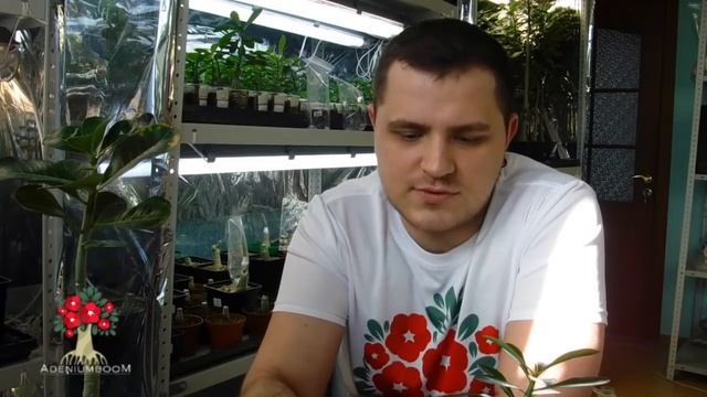 Обрезка адениумов/плюмерий. Показываю наглядно. смотреть онлайн
