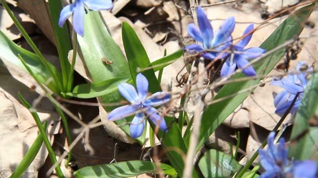 Пролеска сибирская  Scilla Siberica 