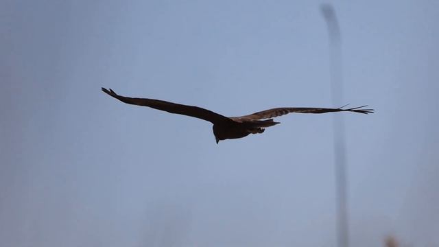 Болотный лунь (Circus aeruginosus) — птица семейства ястребиных. смотреть онлайн