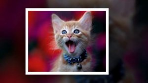 песня мартовского кота