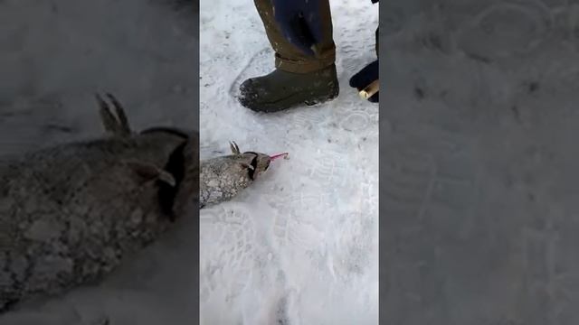 РЫБАЛКА В ЮДИНО ESJD4032 смотреть онлайн