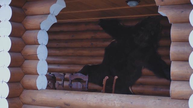 🌲Эко-парк «Балчуг» смотреть онлайн