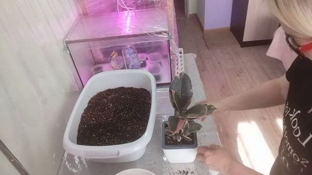 Пересадка эвкалипта Гунни , Цитодора и фикуса "Белиз" на систему автополива смотреть онлайн