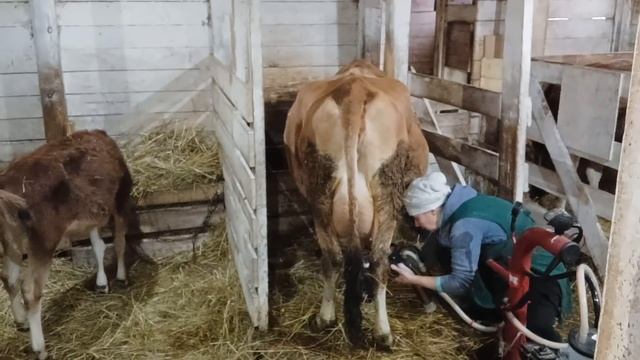 САМЫЕ КРУПНЫЕ КОЗЫ В НАШЕЙ УСАДЬБЕ смотреть онлайн