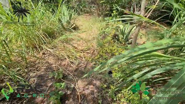 Successional Agroforestry solutions for the semi arid climate of Curacao смотреть онлайн