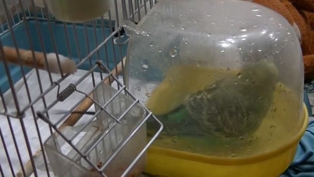 Как купаются волнистые попугайчики. (Parrot) смотреть онлайн
