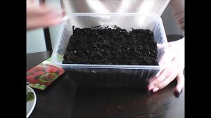 МАРГАРИТКА!!! ПОРА СЕЯТЬ МАРГАРИТКУ И ОНА ПОРАДУЕТ НАС СВОИМ ЦВЕТЕНИЕ В ЭТОМ ГОДУ!!!