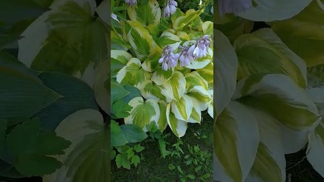 Хоста в саду #хоста #хосты #дача #цветы #весна #цветок #flower #flowers #gardening #garden #green смотреть онлайн