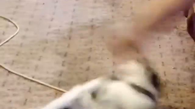 Борьба Кошки и Руки