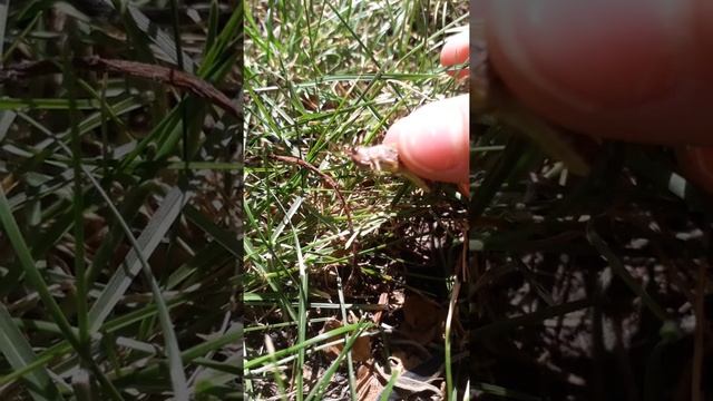 Я показываю как выглядит кузнечик смотреть онлайн