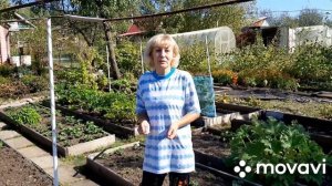 Сеем сидераты. Овес