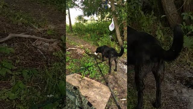 Рыбалка.Ловля толстолобика.(1) смотреть онлайн