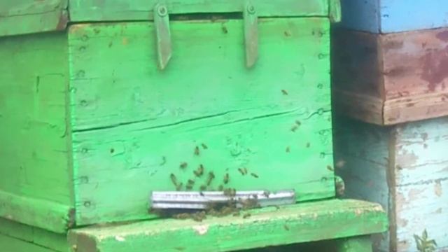 пасека и пчелы смотреть онлайн