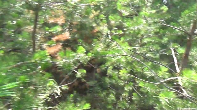 Прививка сосны сибирской на сосну обыкновенную смотреть онлайн