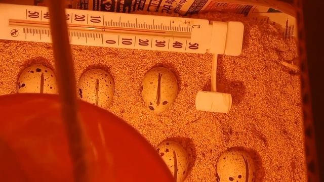 Мой эксперимент. Инкубатор из картонной коробке в домашних условиях. яйца перепелок. часть 1 смотреть онлайн