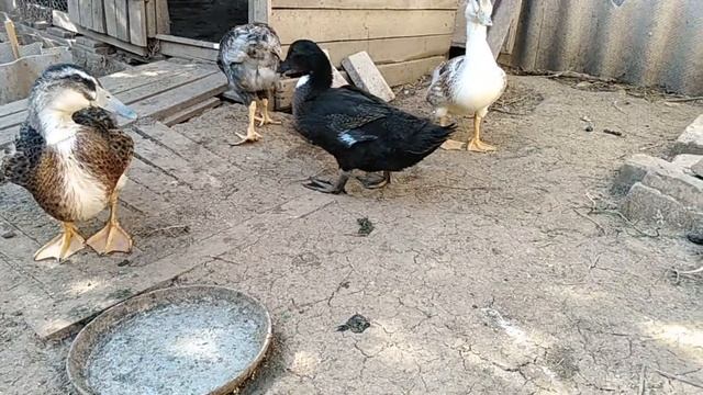 Выращивание уток от А до Я / Утки Голубой фаворит и хохлатый селезнь.#утки #еленазагороднаяжизнь. смотреть онлайн