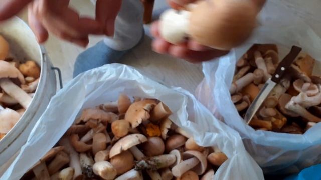 Грибы приболотухи или курочки. Что за они? смотреть онлайн