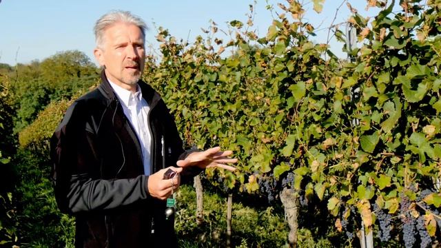 Hans Zappe - Smarter Weinberg i-grape: Mikrooptik im Weinbau - Uni Freiburg смотреть онлайн