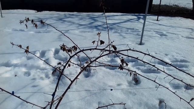 06 03 2021 Ежевика без укрытия на зиму смотреть онлайн