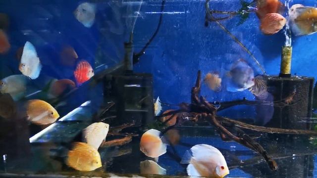 New Discus Landed and in Quarantine - The Tropical Fish Shop смотреть онлайн