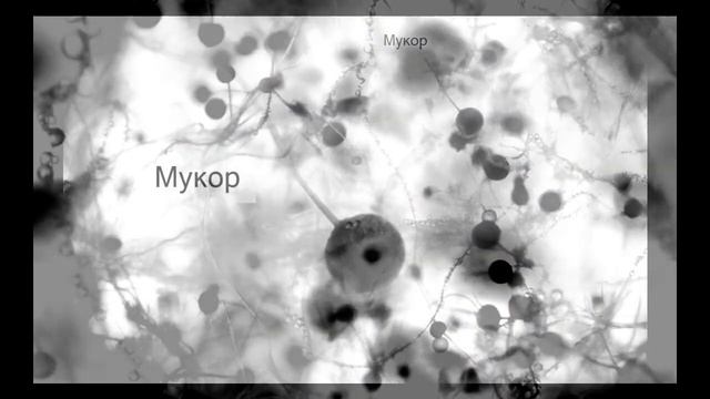 Mukor Мукор 07 01 2021
