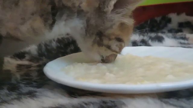 Фрося кушает кашу из миски смотреть онлайн