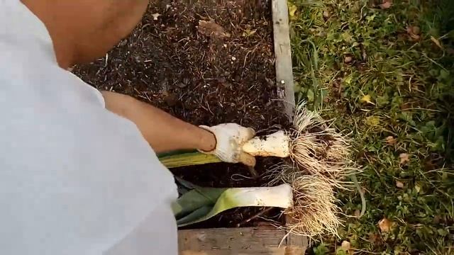 Убираем лук порей! Шикарный урожай! смотреть онлайн