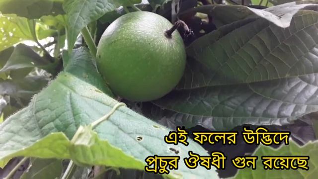 মাক্কল ফল|মাকাল ফল|Redball snakegaurd|Makkal fruit| Makal fruit|Trichosanthes tricuspidata смотреть онлайн
