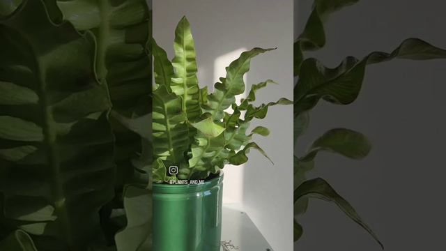 Утреннее солнце и асплениум 🌱 смотреть онлайн